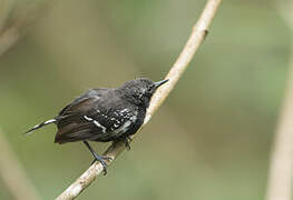 Southern White-fringed Antwren