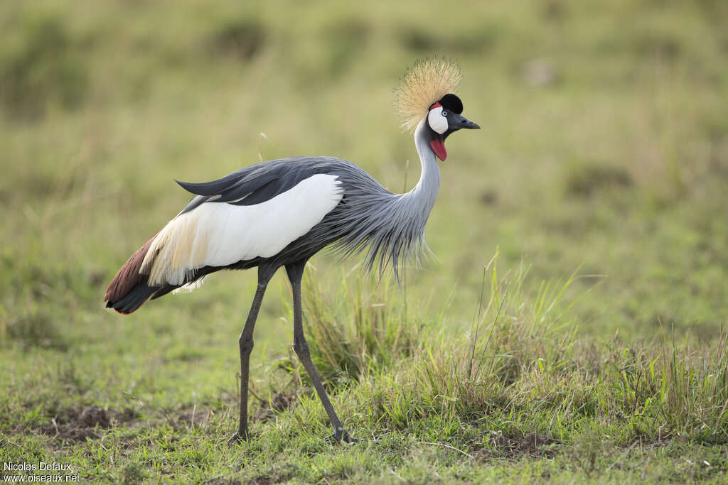 Grey Crowned Craneadult, identification