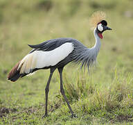 Grey Crowned Crane