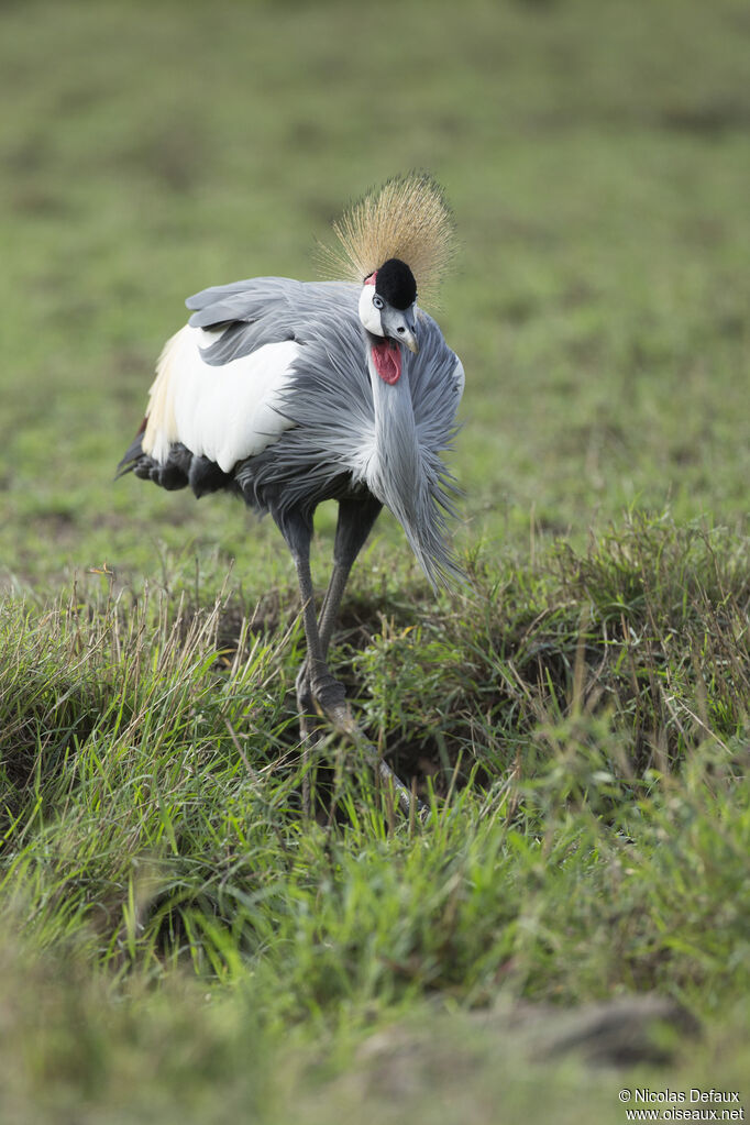 Grey Crowned Crane