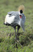 Grey Crowned Crane