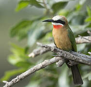 White-fronted Bee-eater