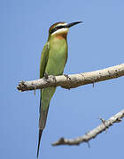 Blue-cheeked Bee-eater