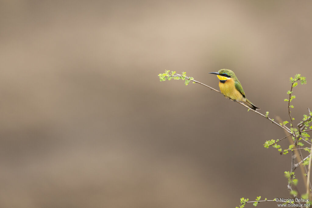 Little Bee-eater