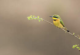 Little Bee-eater