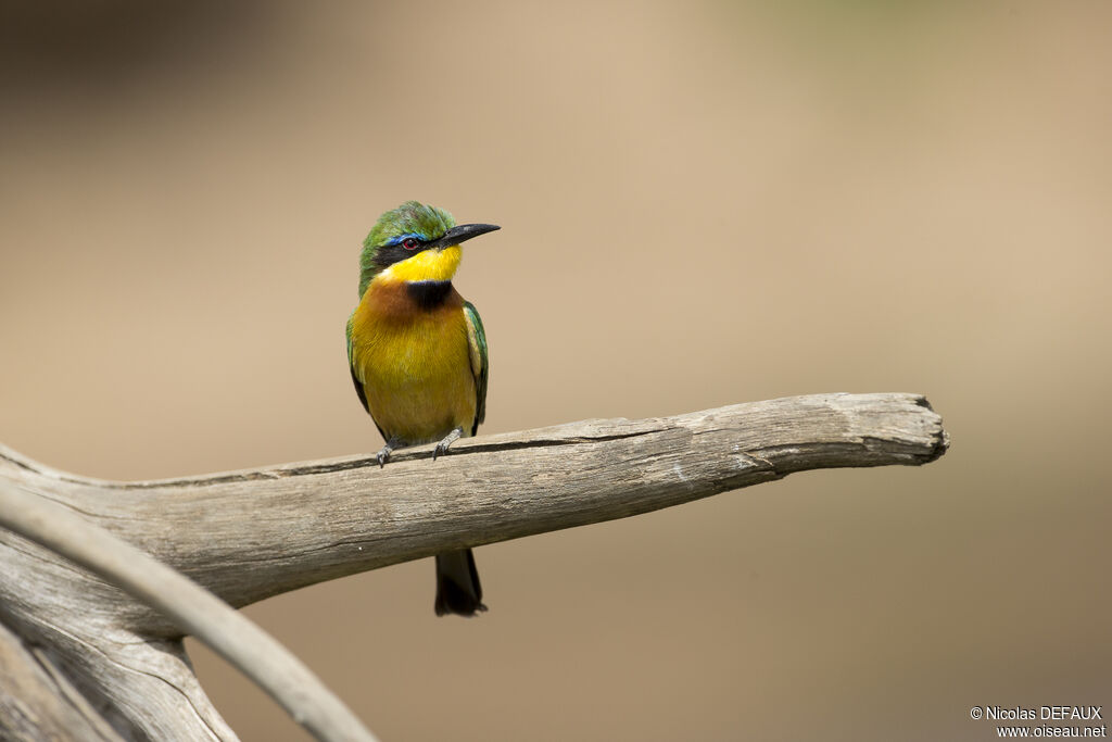 Little Bee-eater, close-up portrait