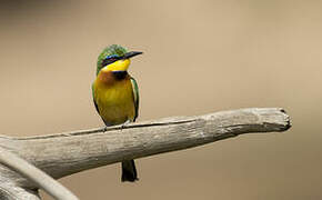 Little Bee-eater