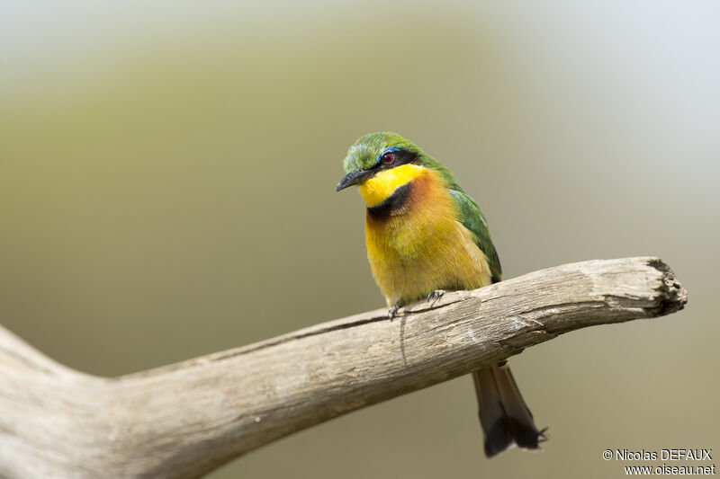 Little Bee-eater, close-up portrait