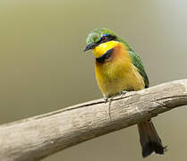 Little Bee-eater