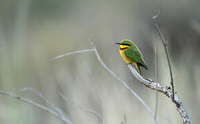 Little Bee-eater