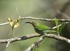 Purple Honeycreeper