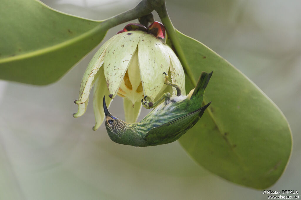 Purple Honeycreeper female