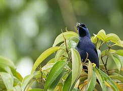 Purple Honeycreeper