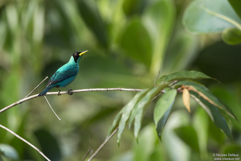 Green Honeycreeper male