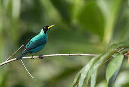 Green Honeycreeper