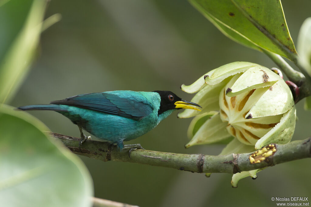 Green Honeycreeper male