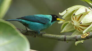 Green Honeycreeper