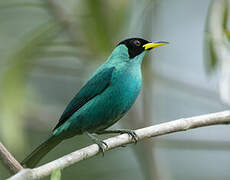 Green Honeycreeper