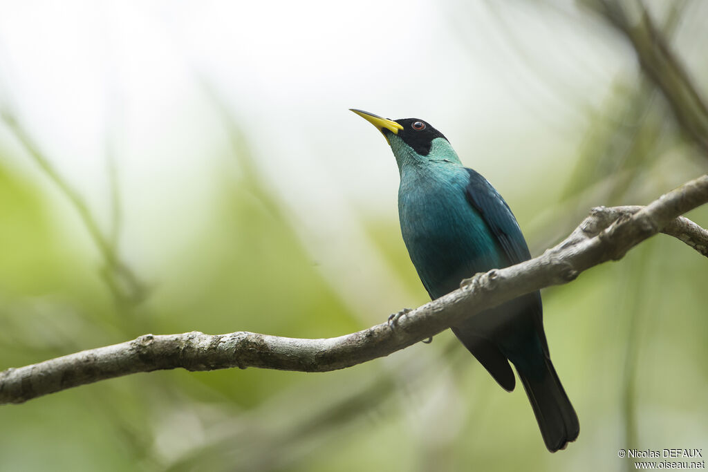 Green Honeycreeper male, close-up portrait