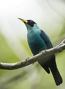 Green Honeycreeper