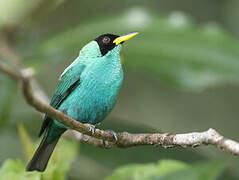 Green Honeycreeper