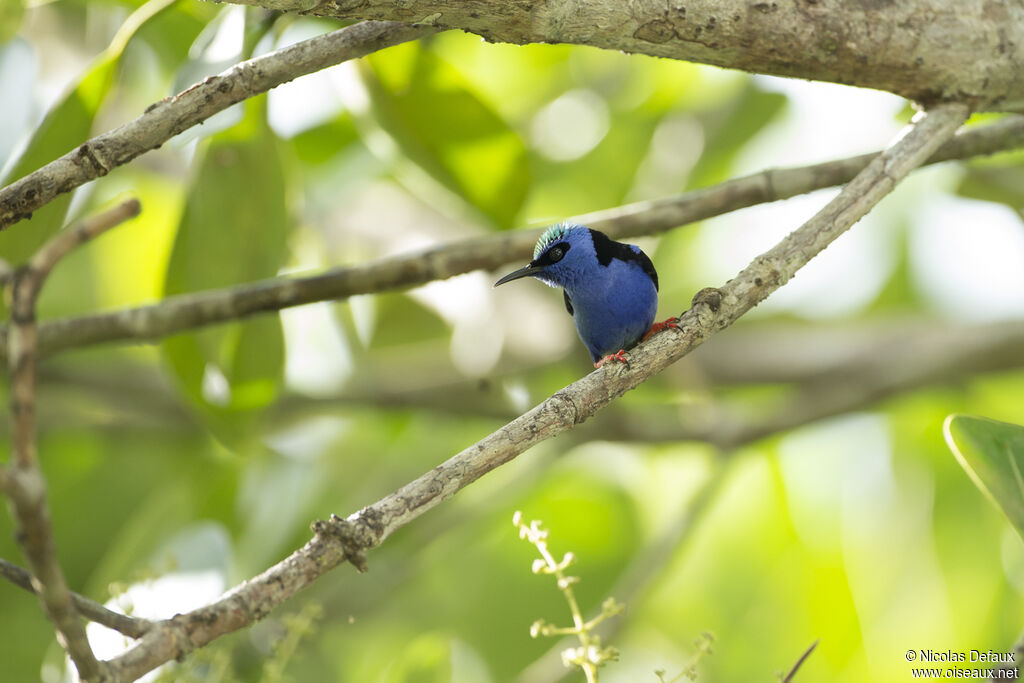 Red-legged Honeycreeper male