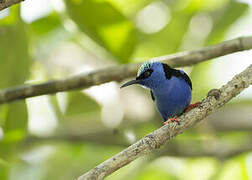 Red-legged Honeycreeper