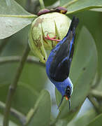 Red-legged Honeycreeper