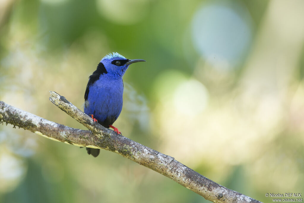 Red-legged Honeycreeper male adult, close-up portrait