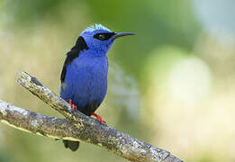 Red-legged Honeycreeper