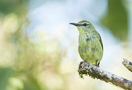 Red-legged Honeycreeper