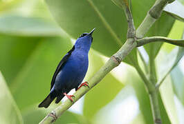 Red-legged Honeycreeper