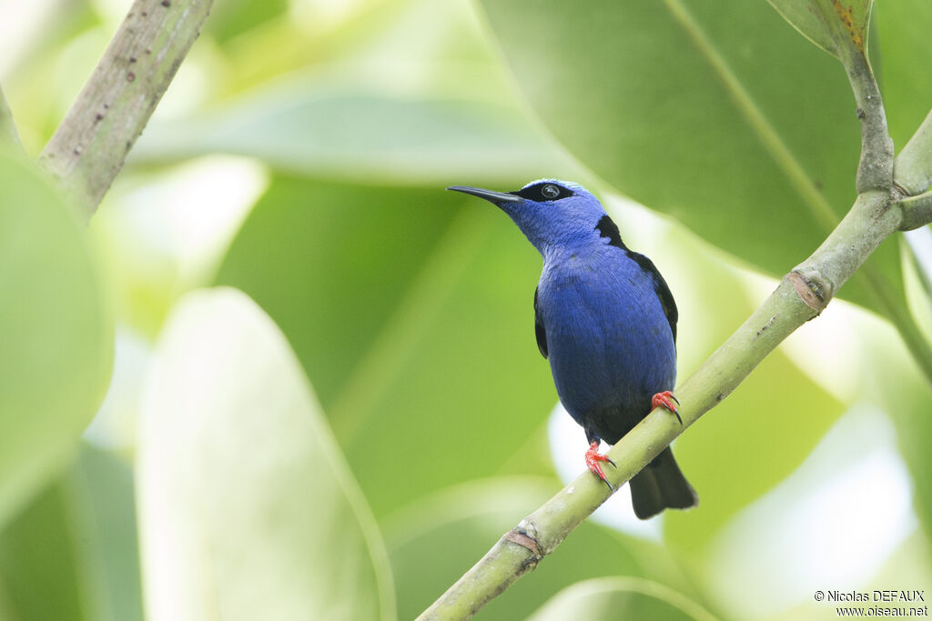 Red-legged Honeycreeper male adult