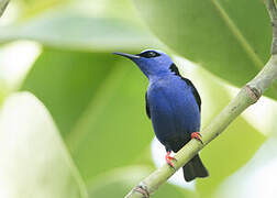 Red-legged Honeycreeper