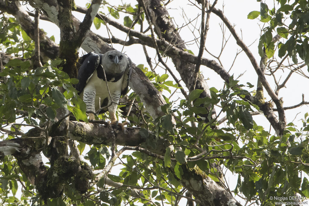 Harpy Eagle