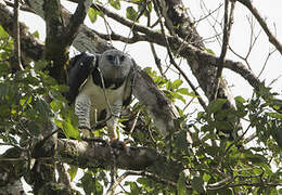 Harpy Eagle