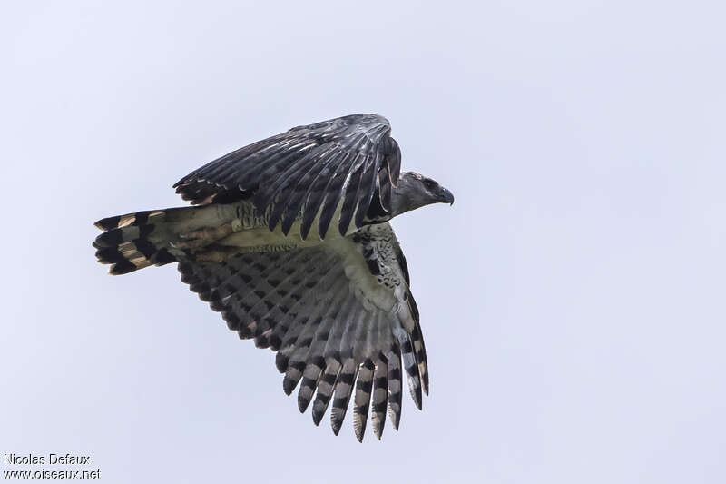 Harpy Eagleadult, Flight