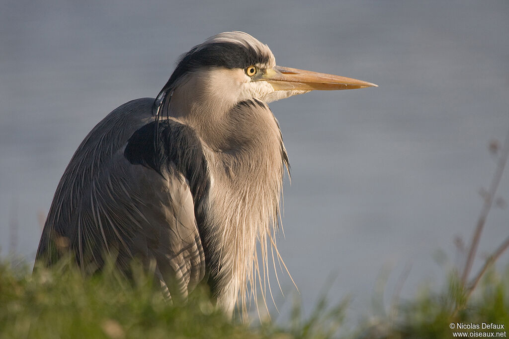 Grey Heron