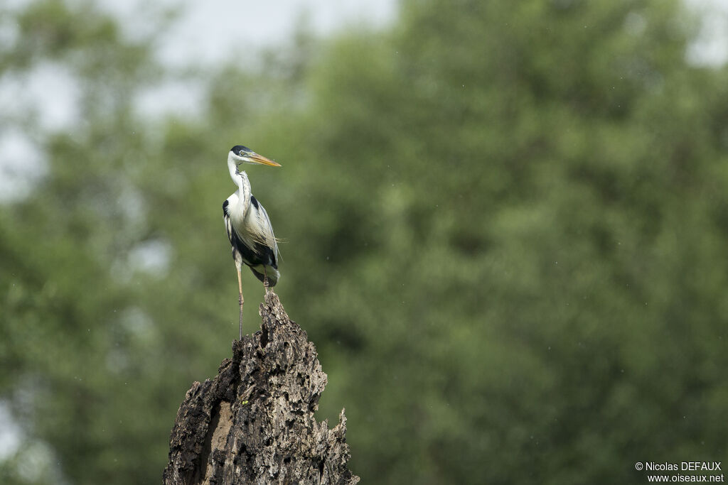 Cocoi Heron