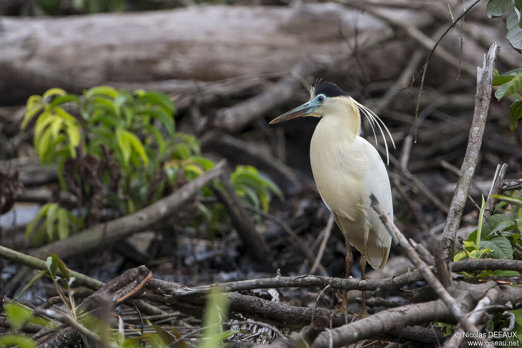 Capped Heron