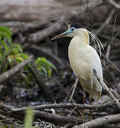 Capped Heron