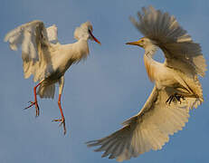 Western Cattle Egret