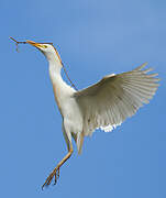 Western Cattle Egret