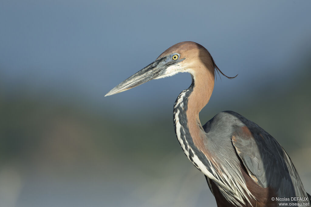 Goliath Heron, close-up portrait