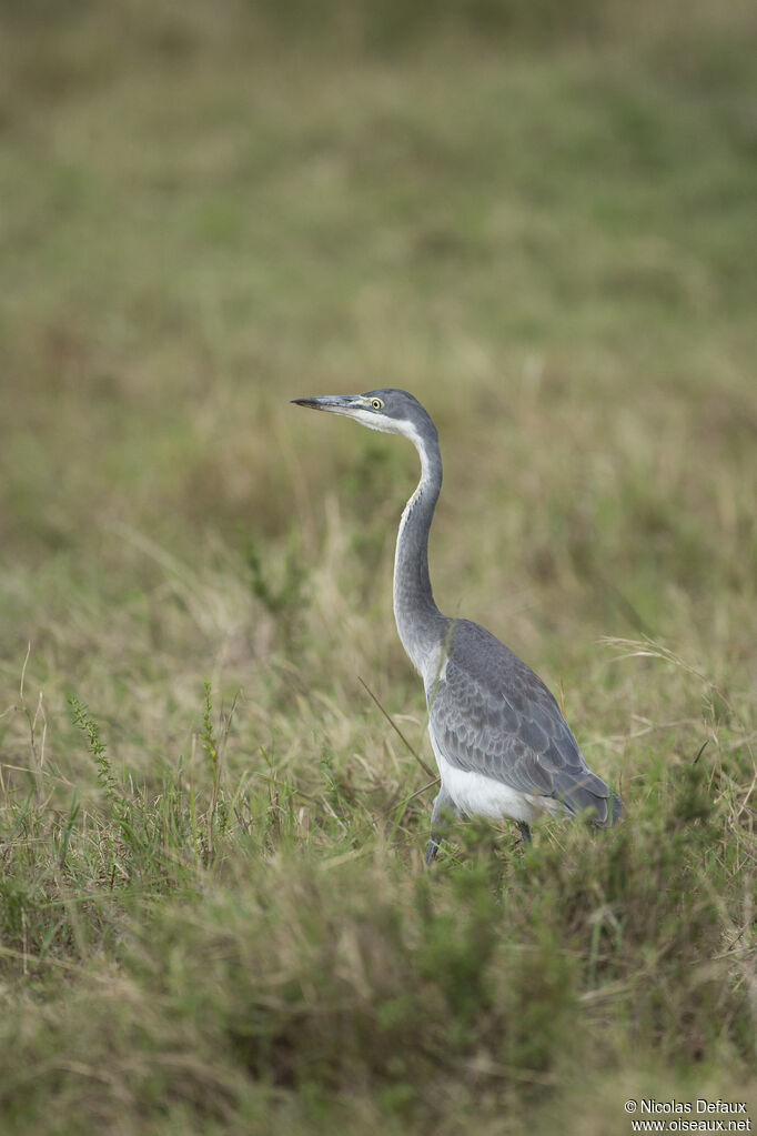 Black-headed Heron