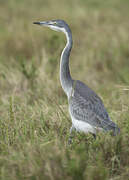 Black-headed Heron