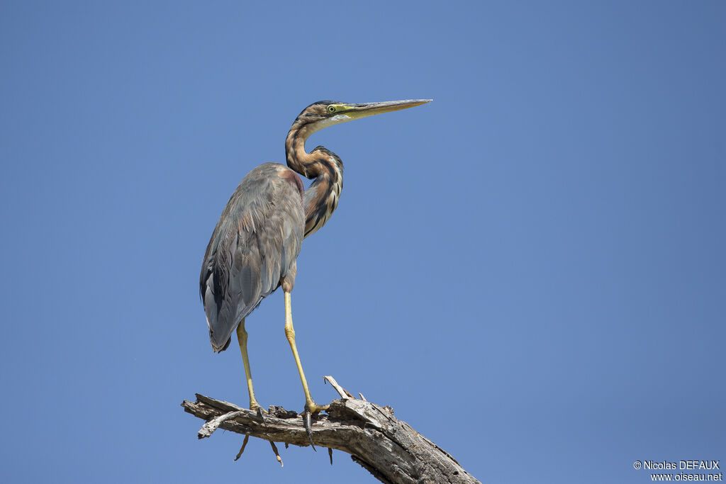 Purple Heron, close-up portrait