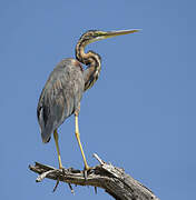 Purple Heron