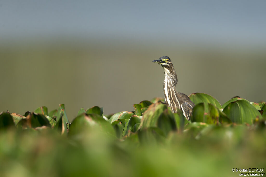 Striated Heron