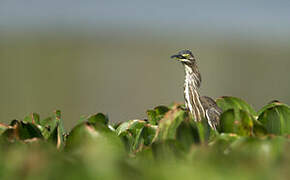 Striated Heron